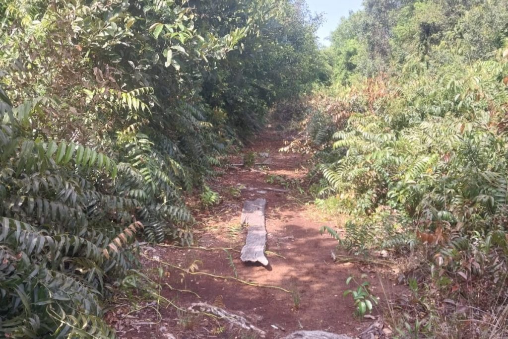 Dukung FOLU Net Sink 2030, Akses Pengelolaan KHDTK Tumbang Nusa Ditingkatkan Dukung FOLU Net Sink 2030, Akses Pengelolaan KHDTK Tumbang Nusa Ditingkatkan